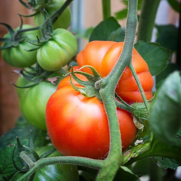 Tomate Beefsteak - Image 2