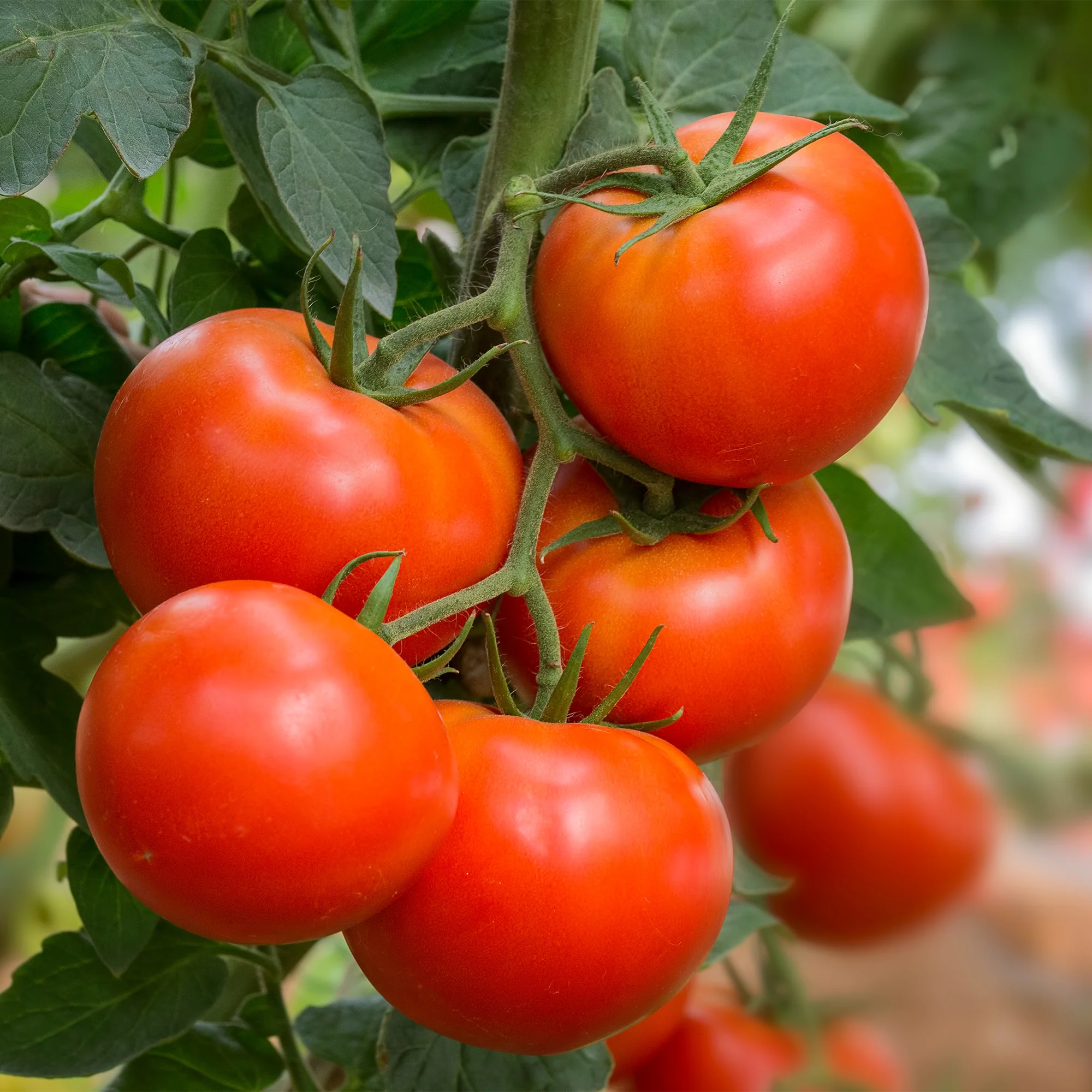 Tomate Bonset F1 - Image 2