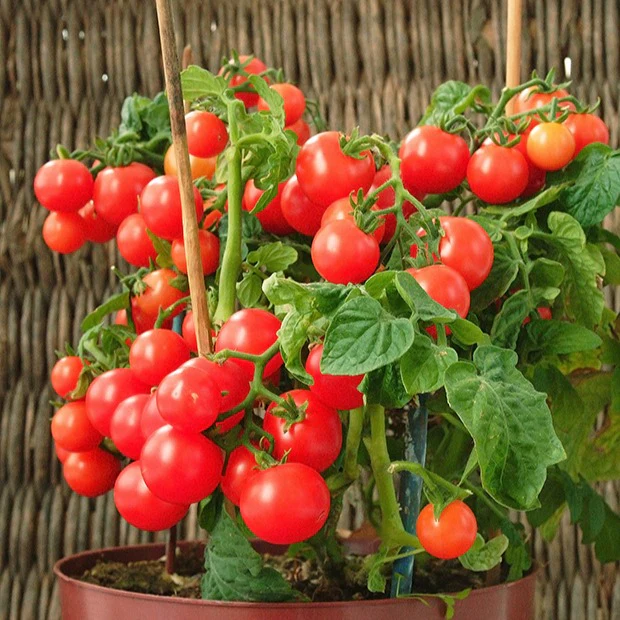 Tomate-cerise pour pot Minibel