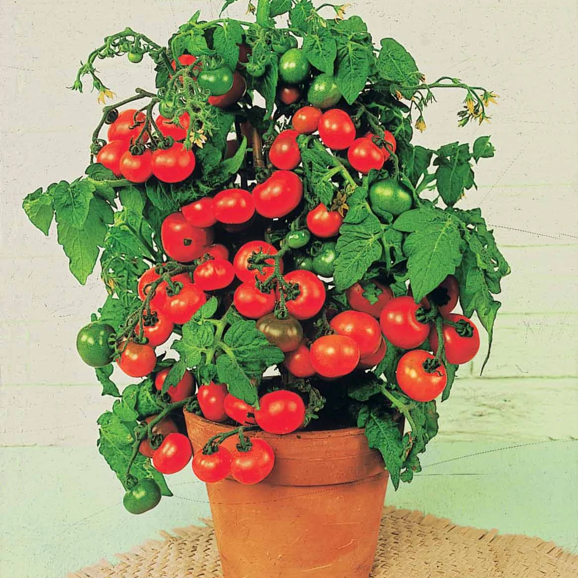 Tomate cerise Tiny Tim - Image 3