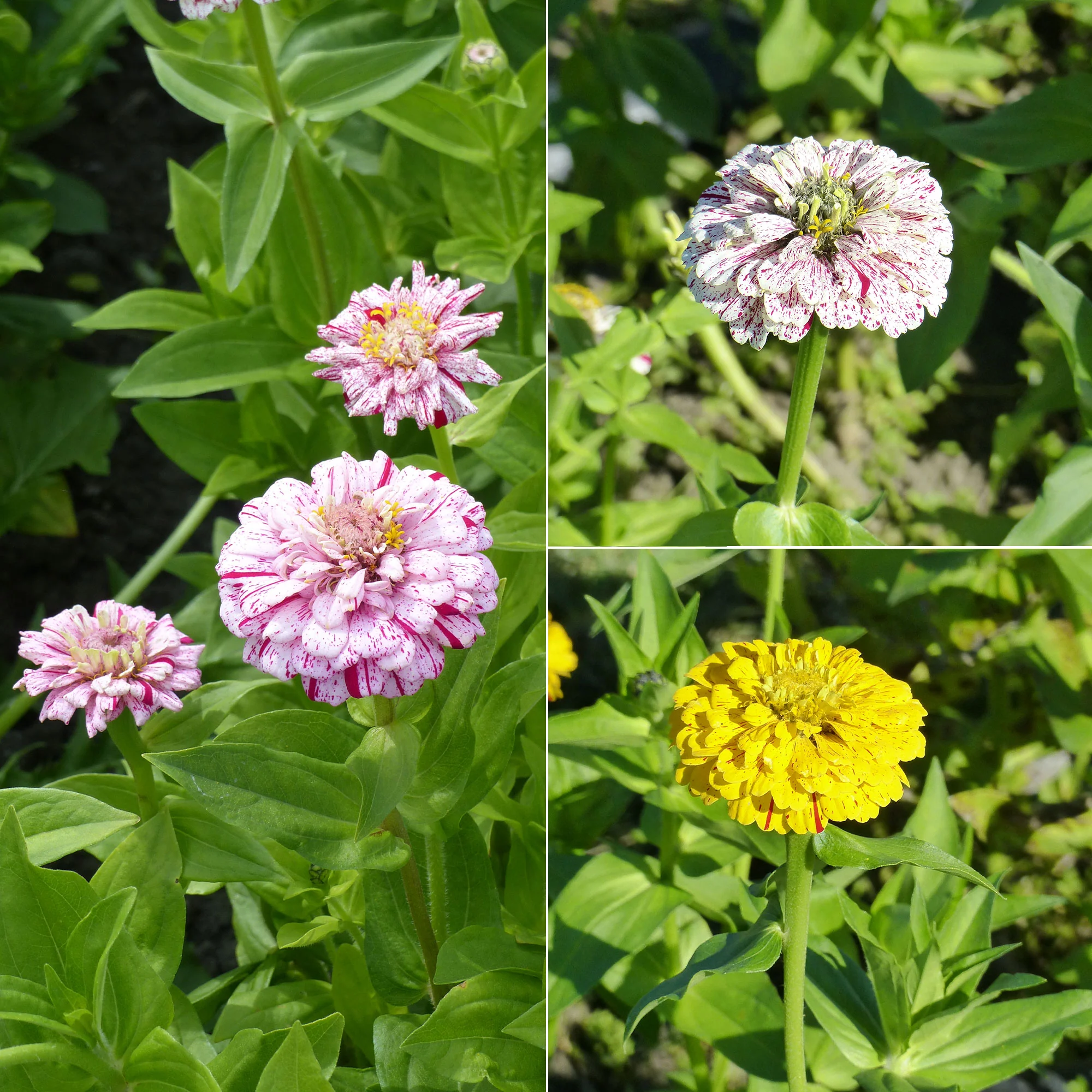 Zinnia Peppermint stick en mélange