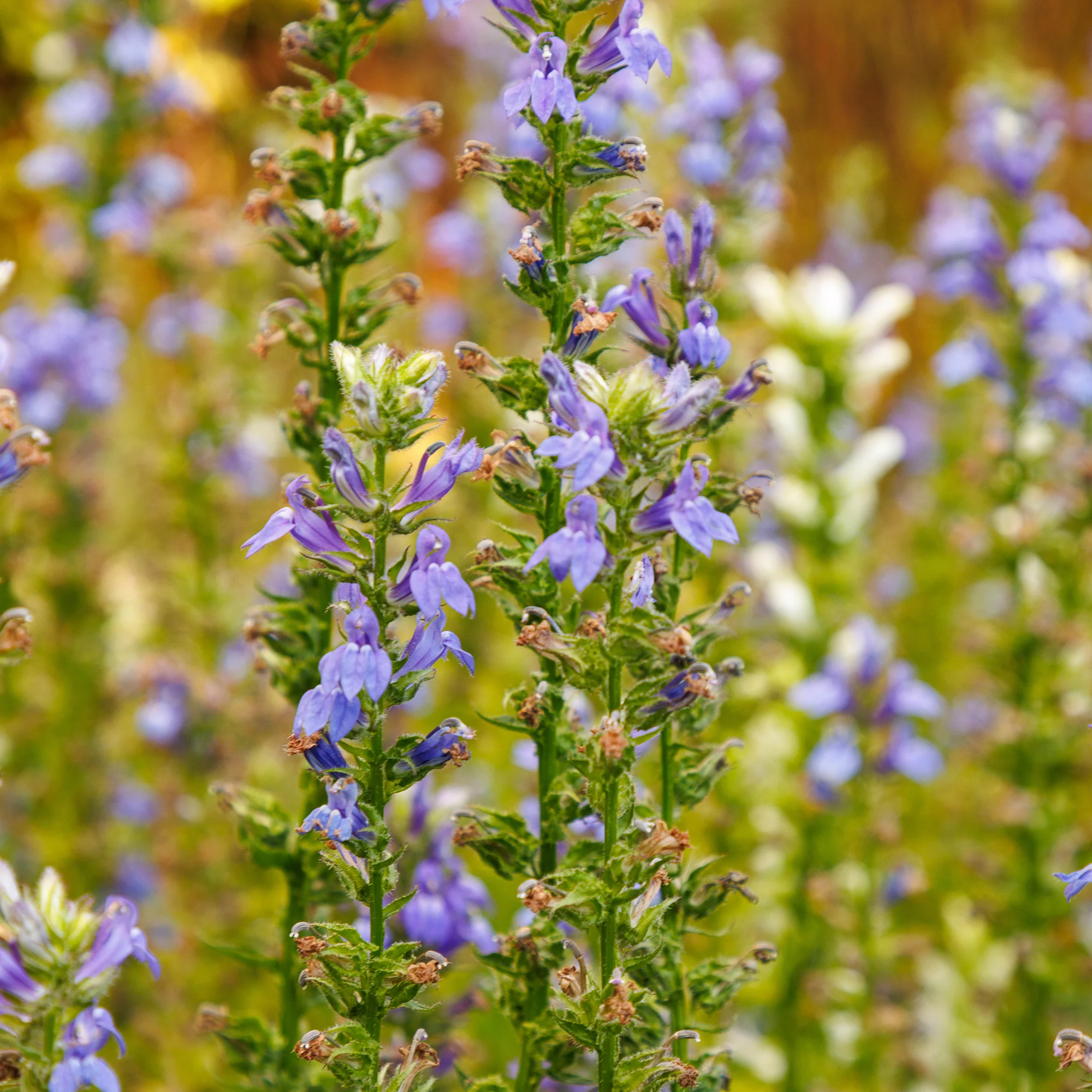 Grande Lobelia