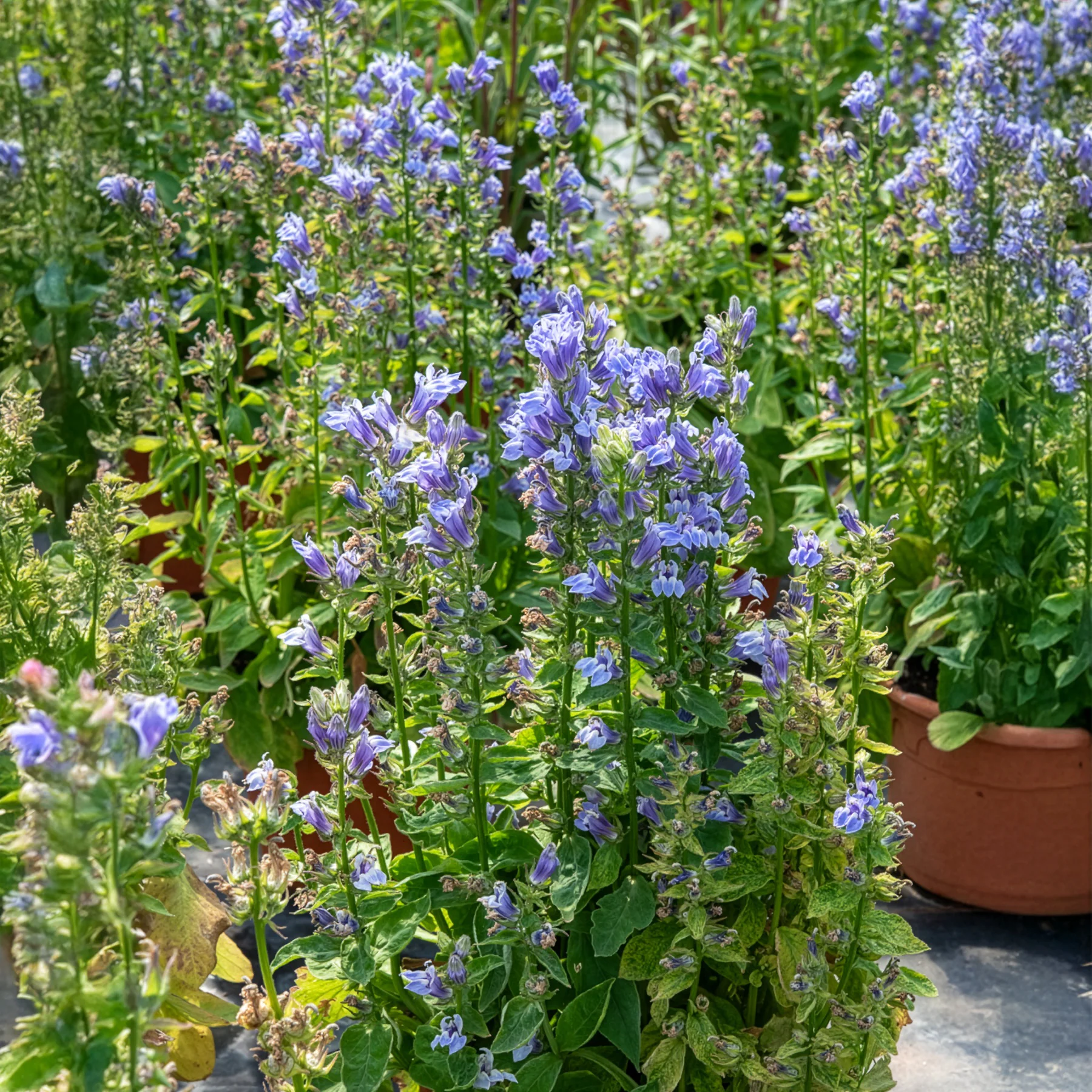 Grande Lobelia - Image 2
