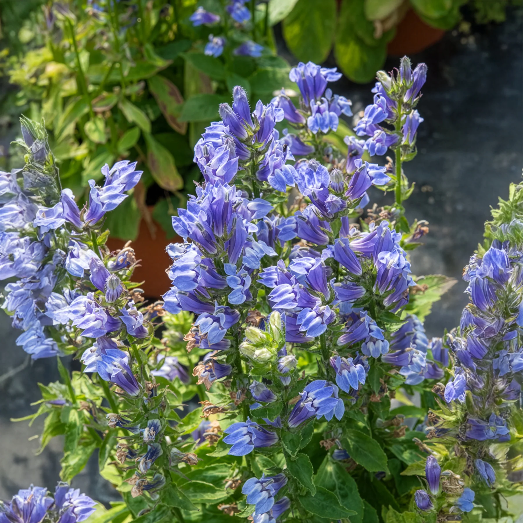Grande Lobelia - Image 3