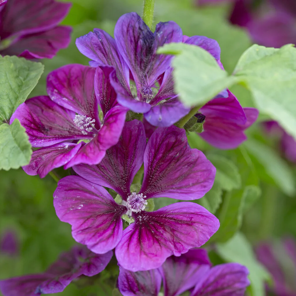 Mauve géante