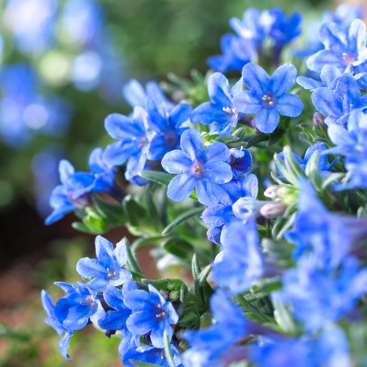 Grémil diffus Heavenly Blue