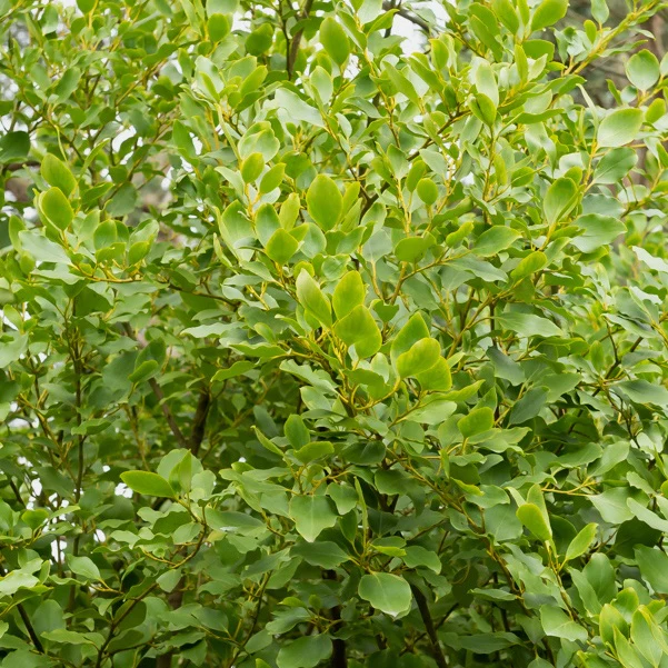 3 Grisélines lucida