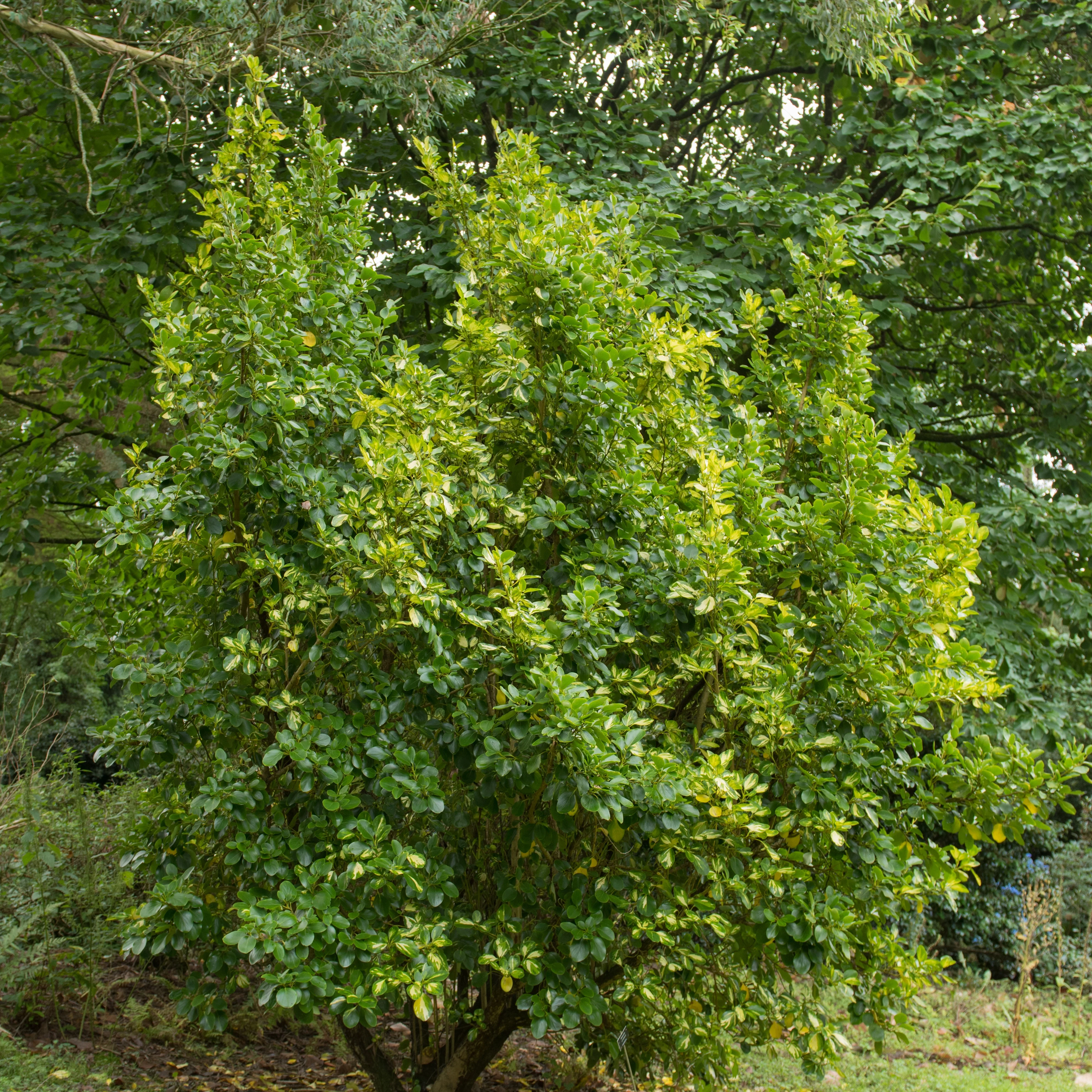 Griseline du littoral Variegata