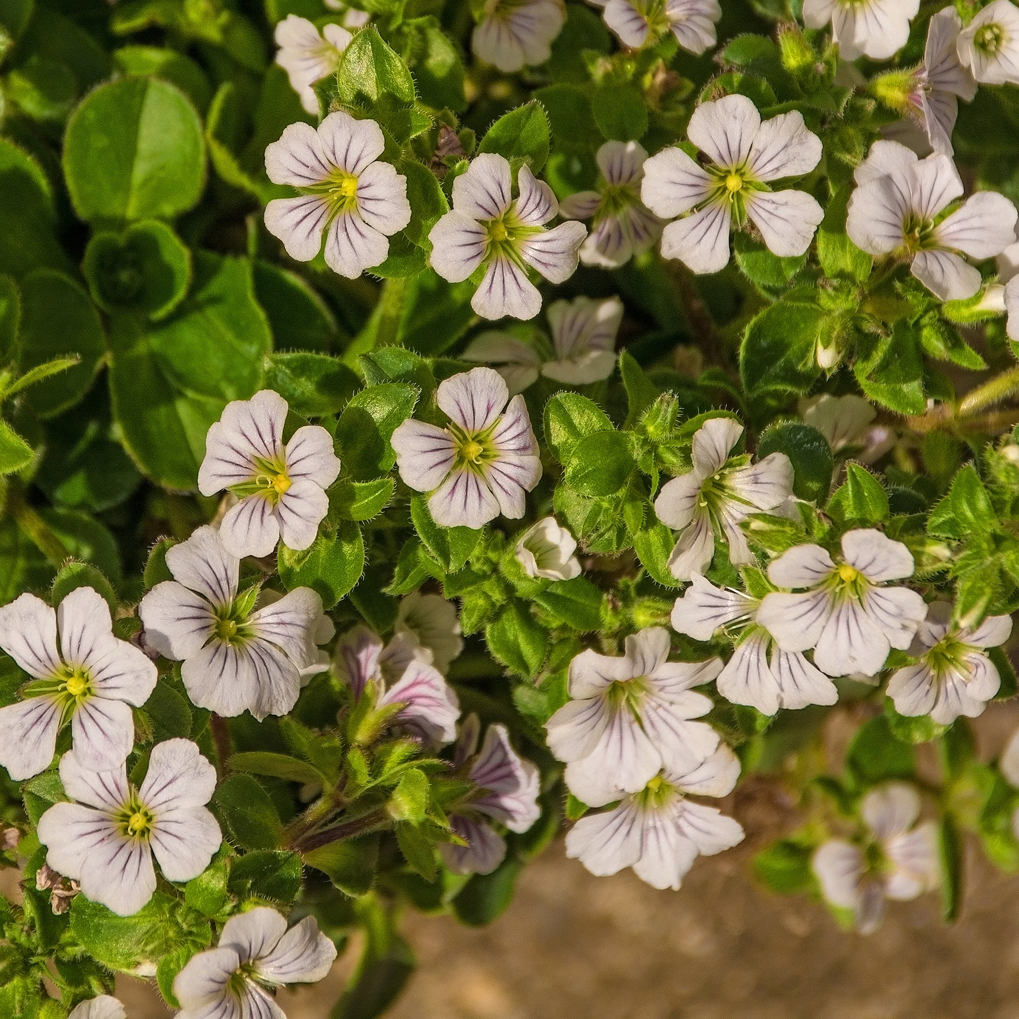 Gypsophile en coussin - Image 5
