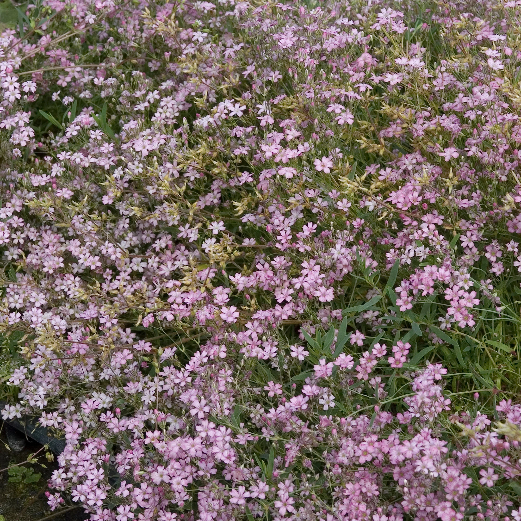 Gypsophile rampant Rosea - Image 5