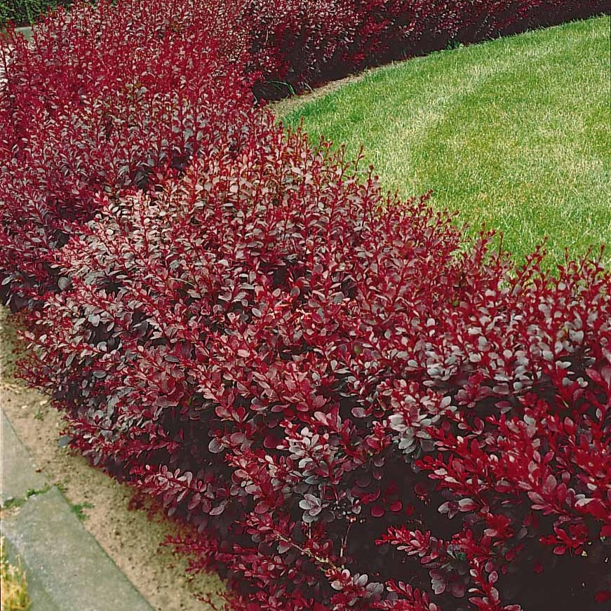 Haie de Berberis rouges - Image 3