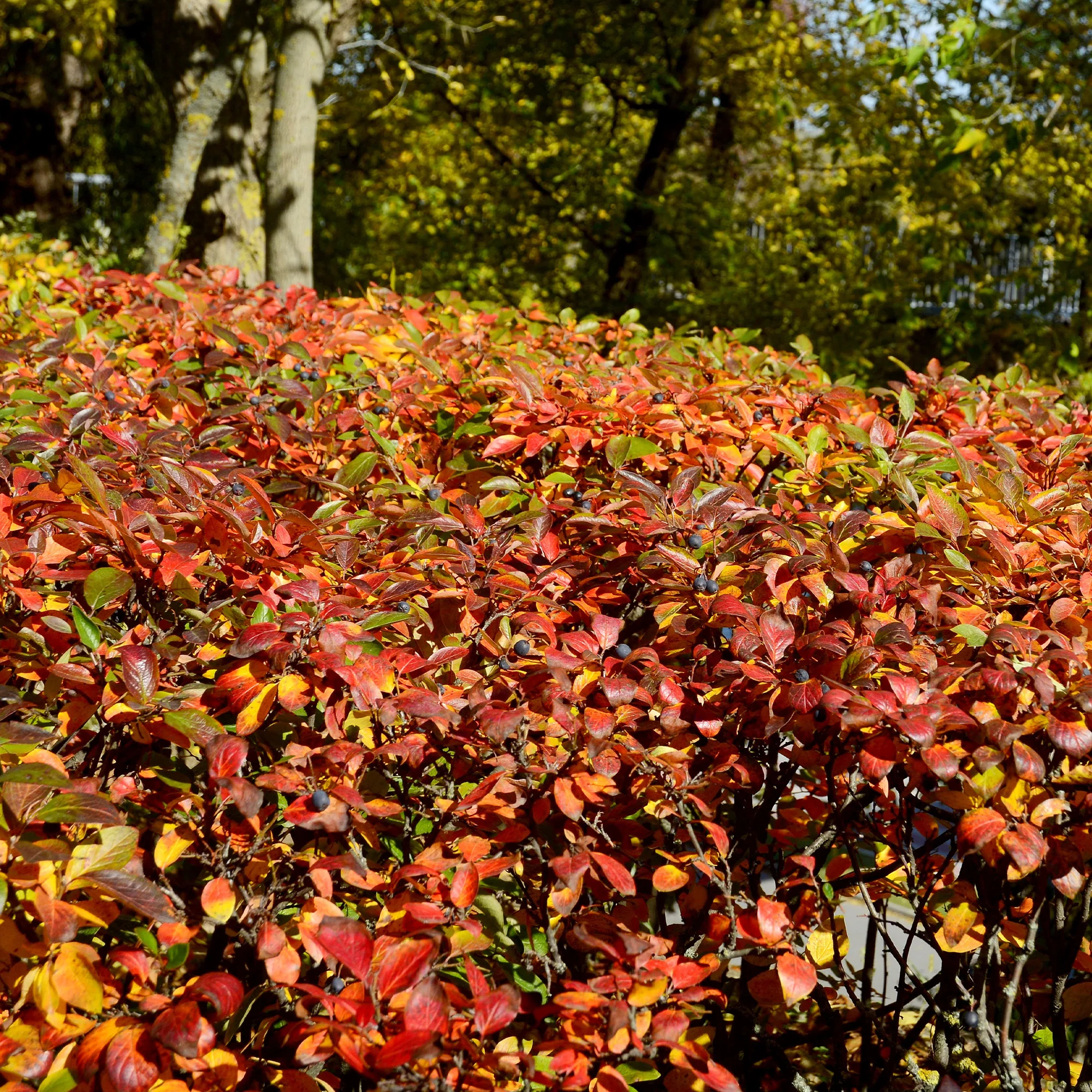 Haie de Cotonéasters