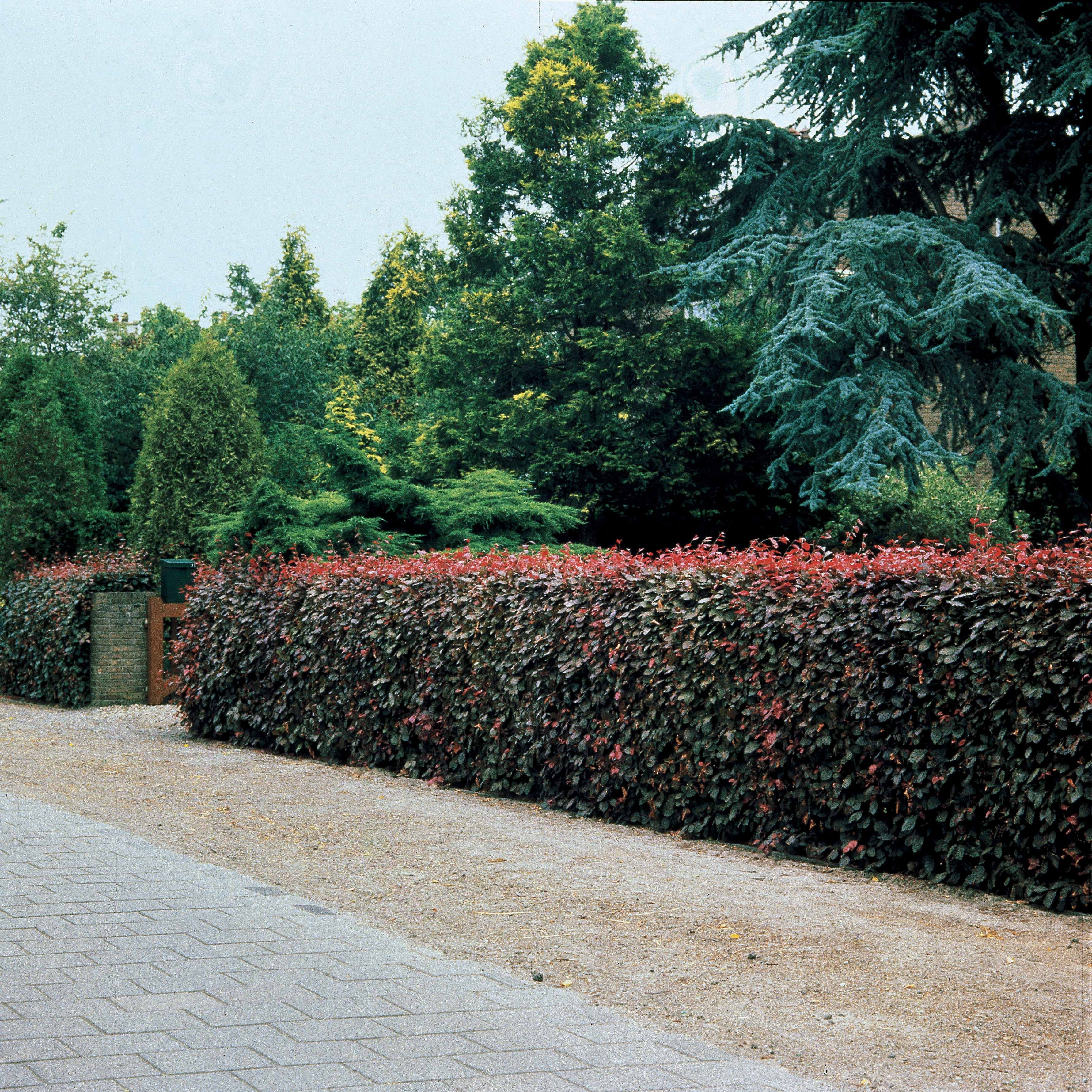 Haie de hêtres pourpres - Image 6