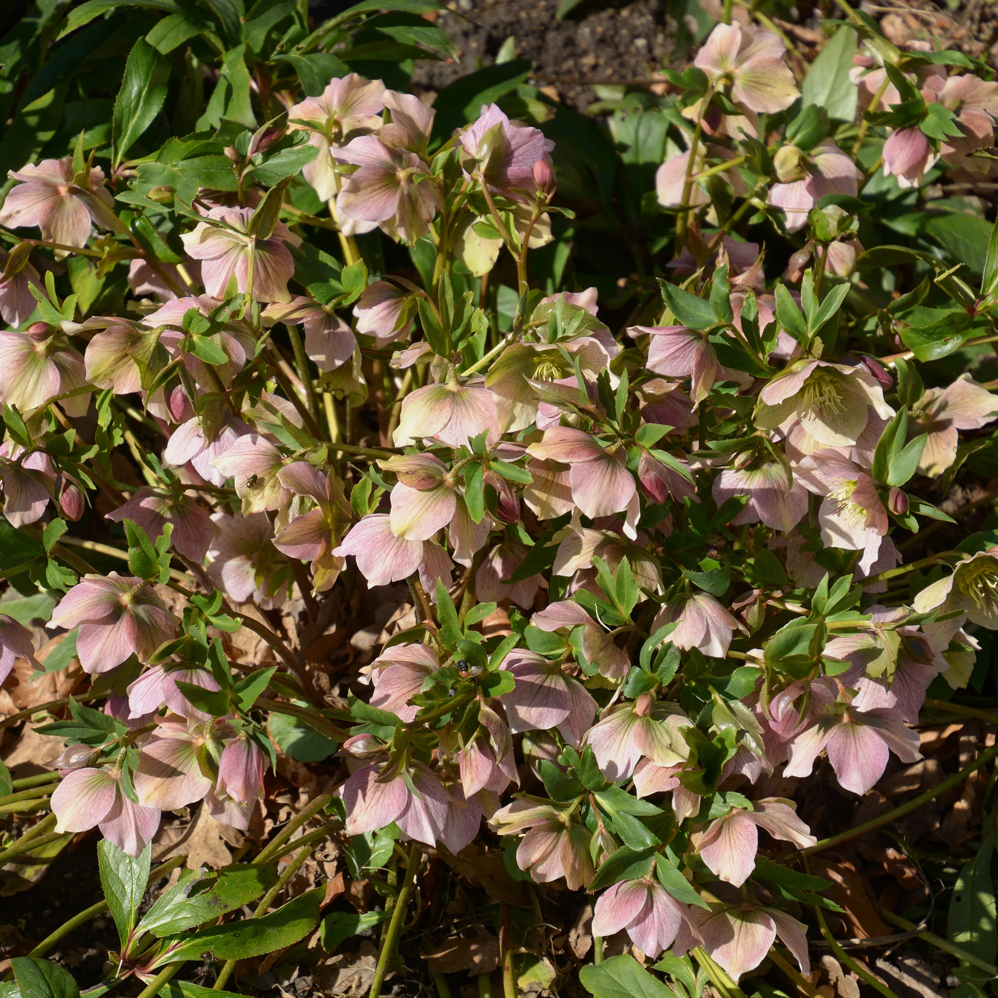 Héllébore d'Orient Pink Lady - Image 4