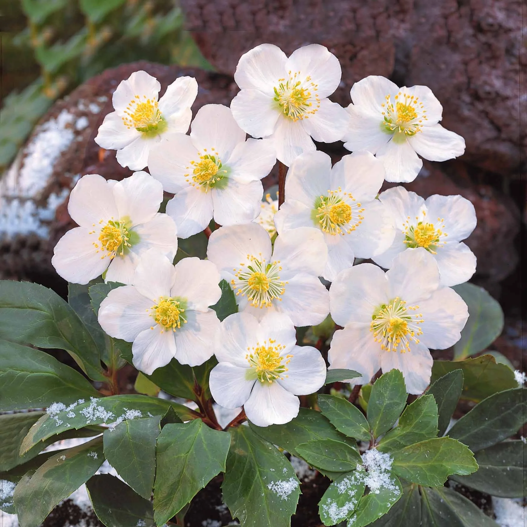 Hellébore Rose de Noël - Image 2