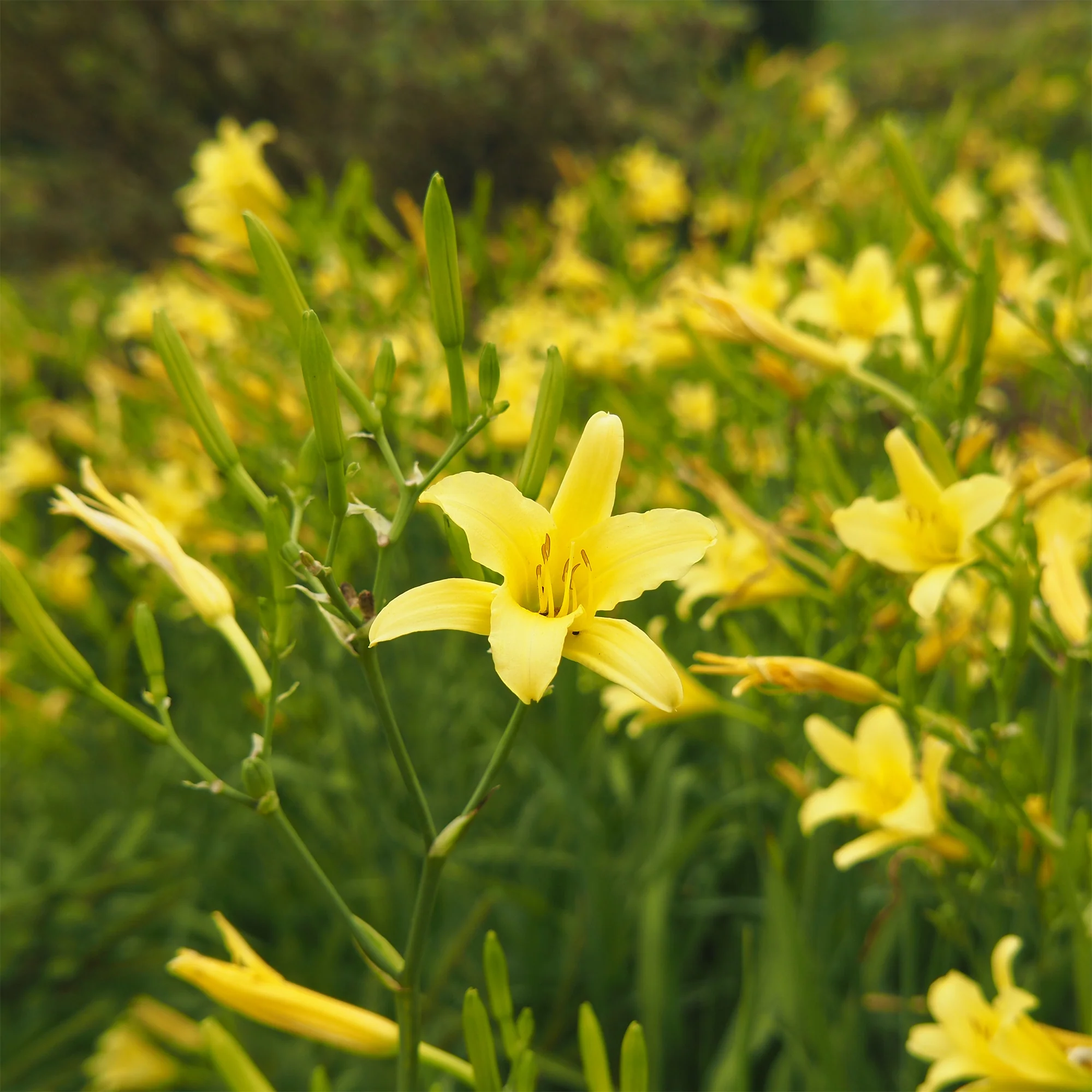 Hémérocalle citrina - Image 2