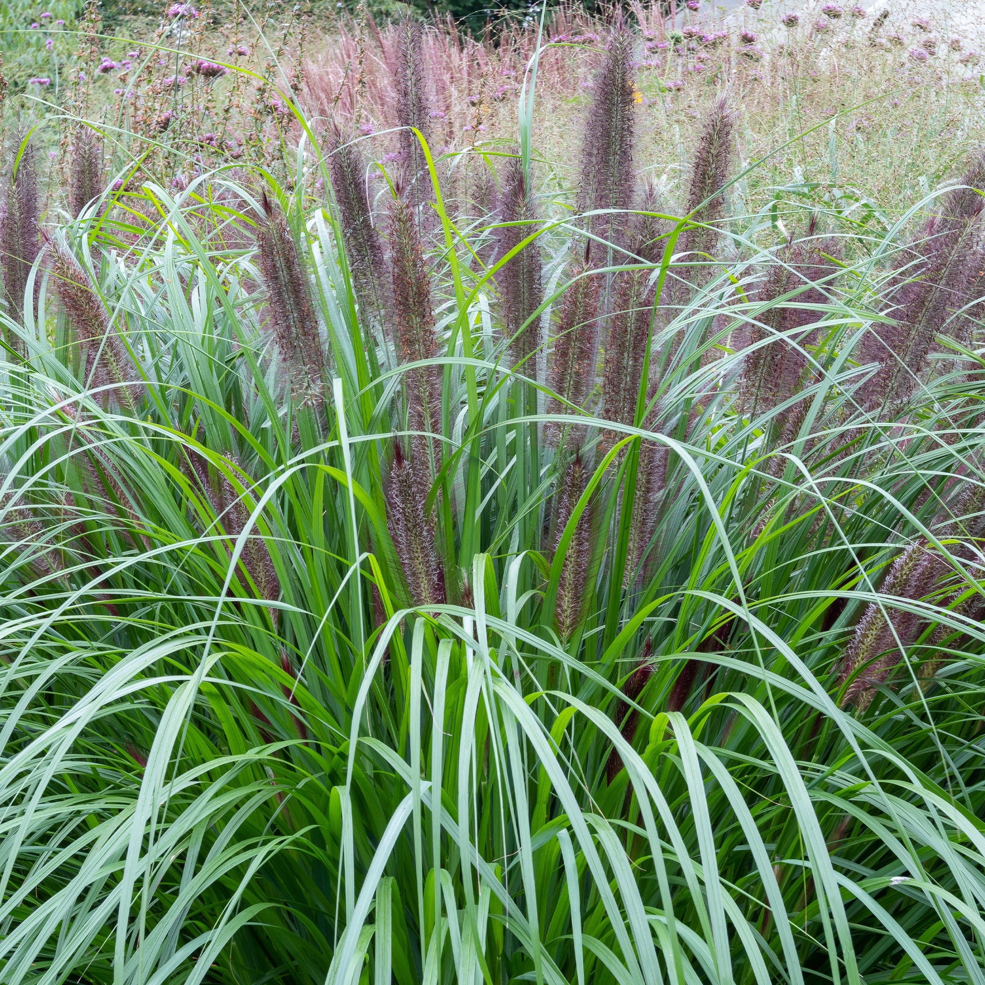 Herbe aux écouvillons Black Beauty - Pennisetum