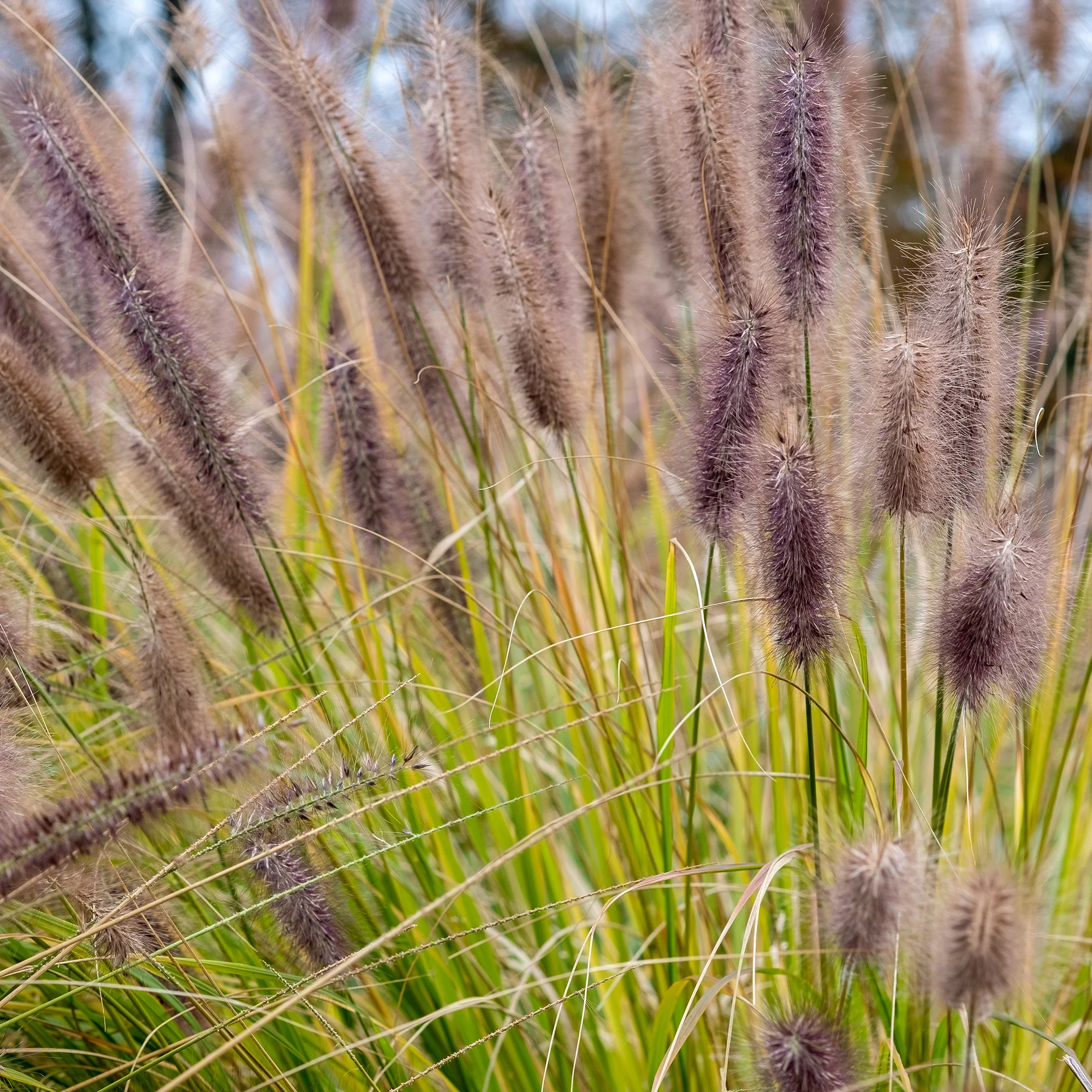 Herbe aux écouvillons Black Beauty - Pennisetum - Image 4