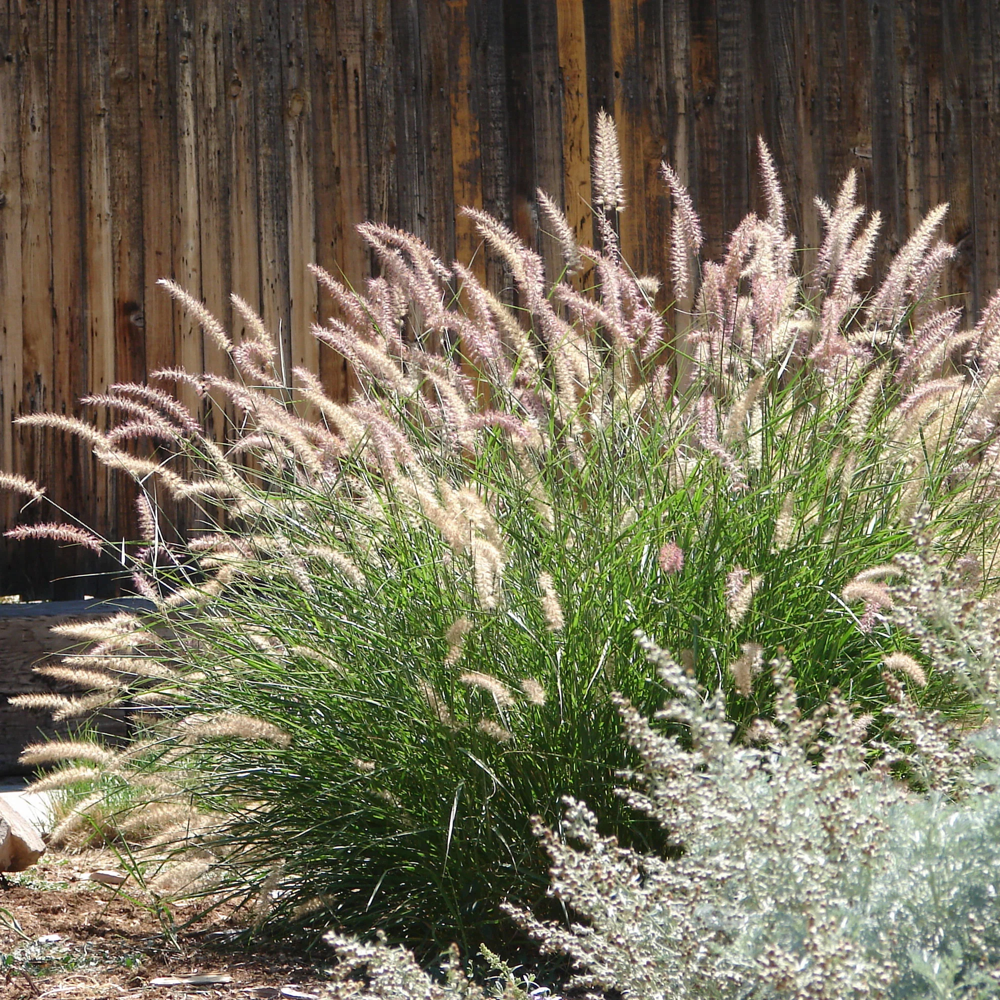 Herbe aux écouvillons d'Orient - Pennisetum