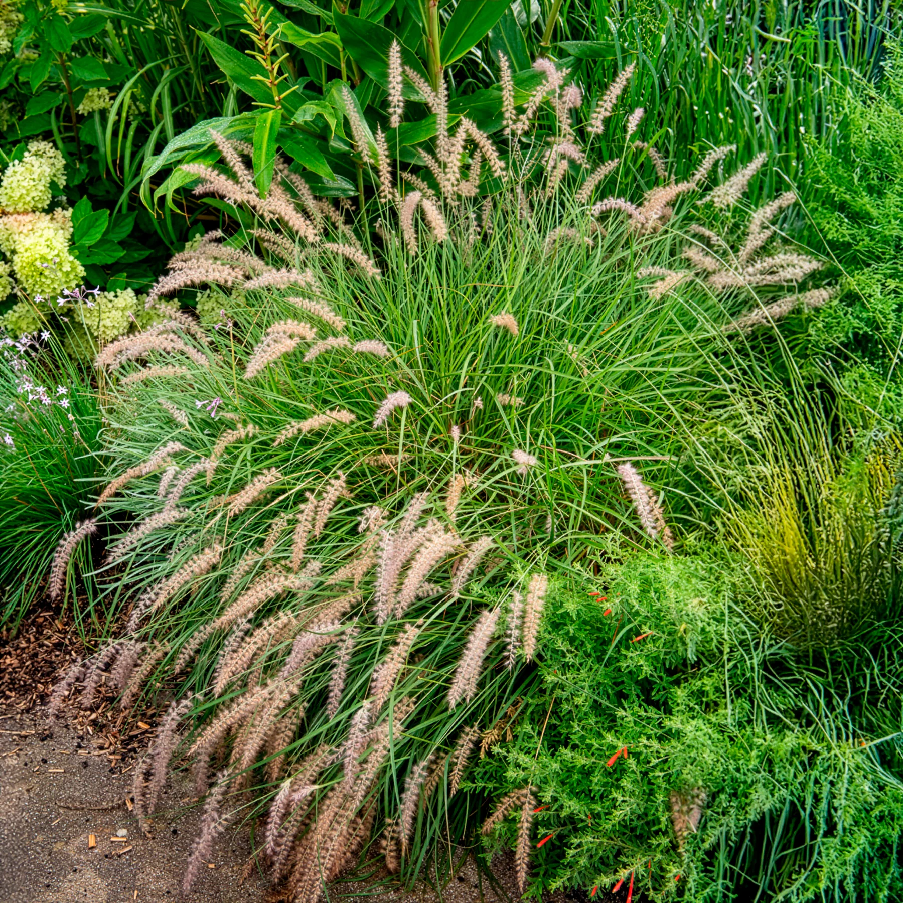 Herbe aux écouvillons Gelbstiel - Pennisetum - Image 3