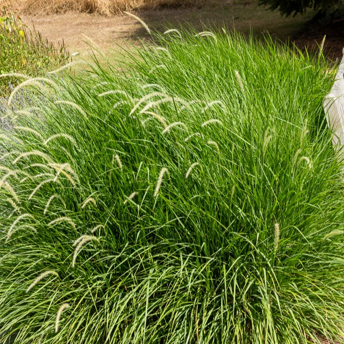 Herbe aux écouvillons Hameln - Pennisetum - Image 4
