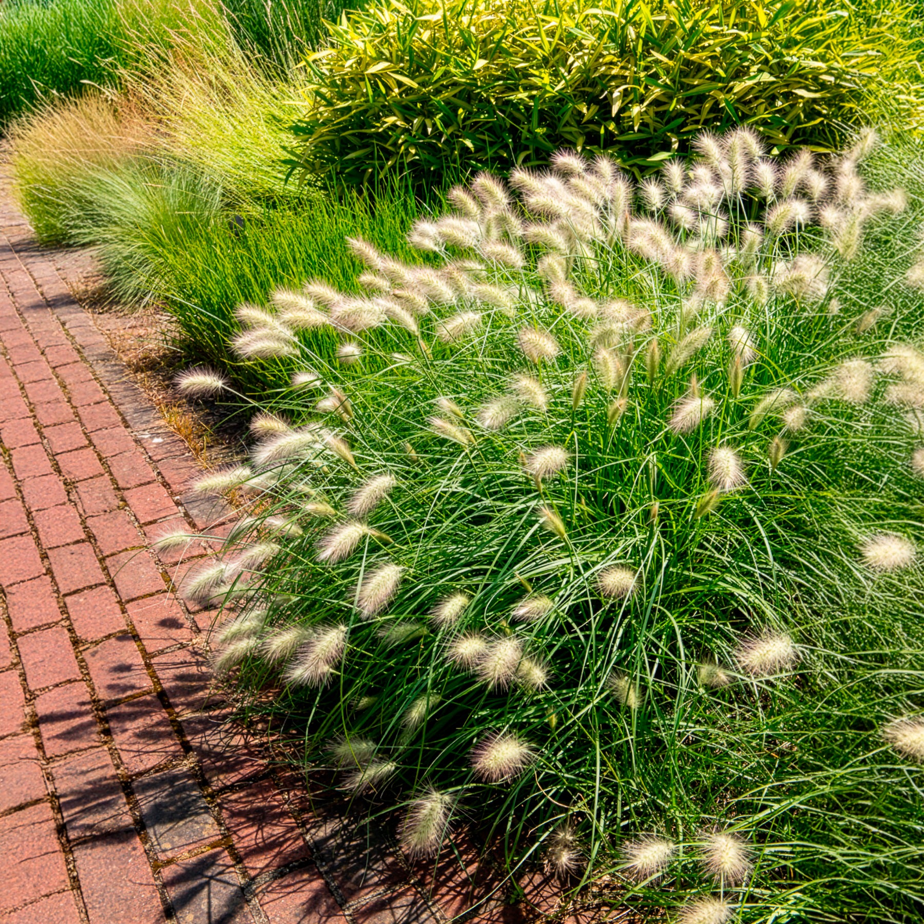 Herbe aux écouvillons hérissée - Pennisetum - Image 3