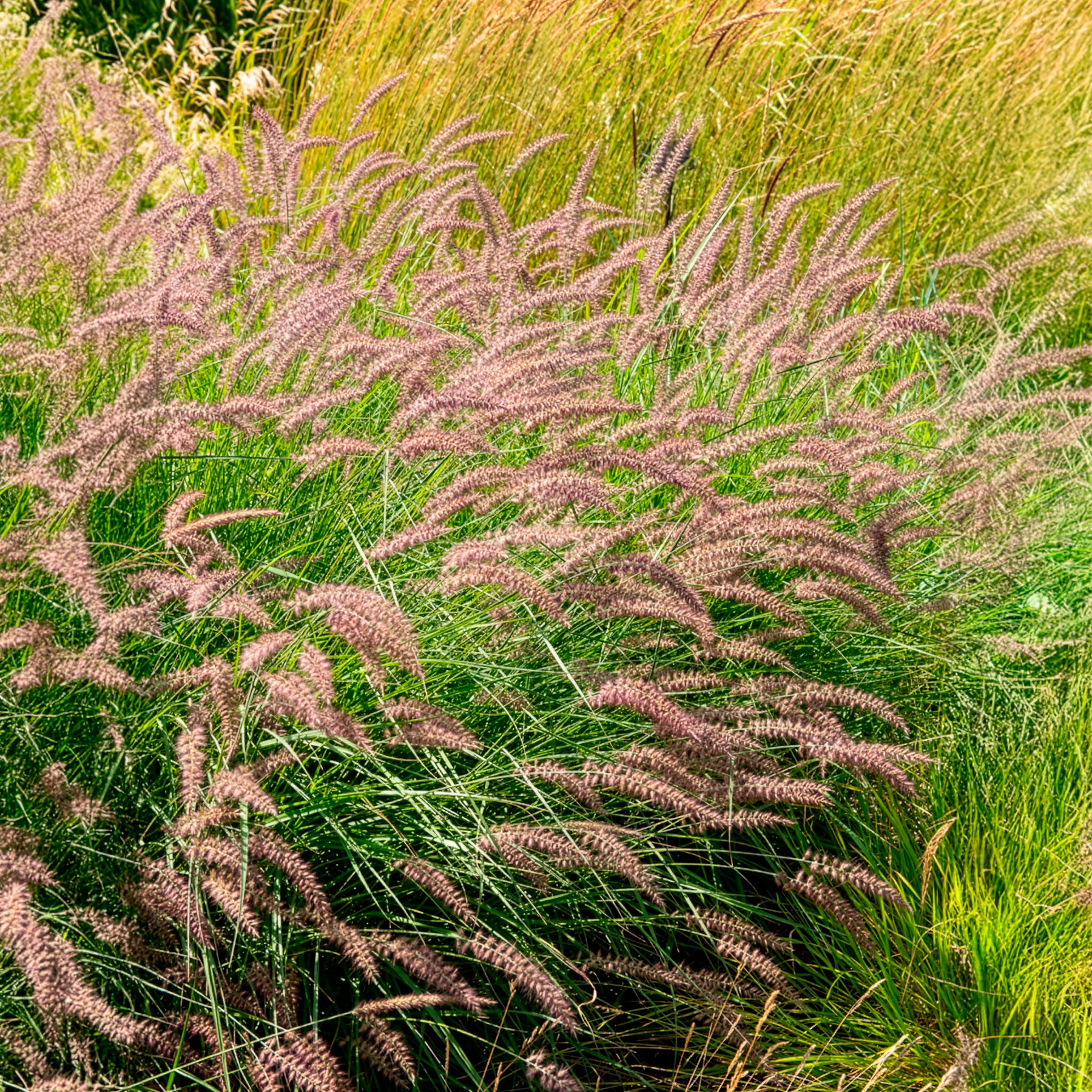 Herbe aux écouvillons Karley Rose ® - Pennisetum