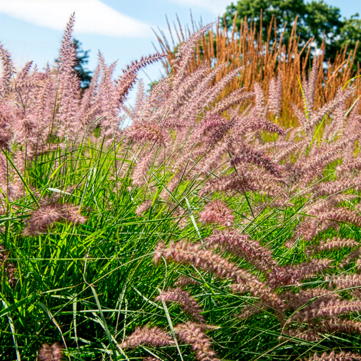 Herbe aux écouvillons Karley Rose ® - Pennisetum - Image 5