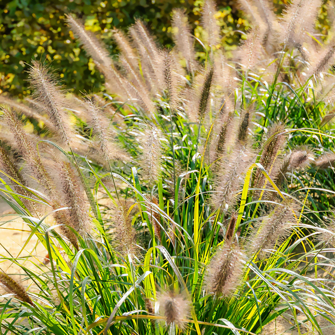 Herbe aux écouvillons Moudry - Pennisetum - Image 2