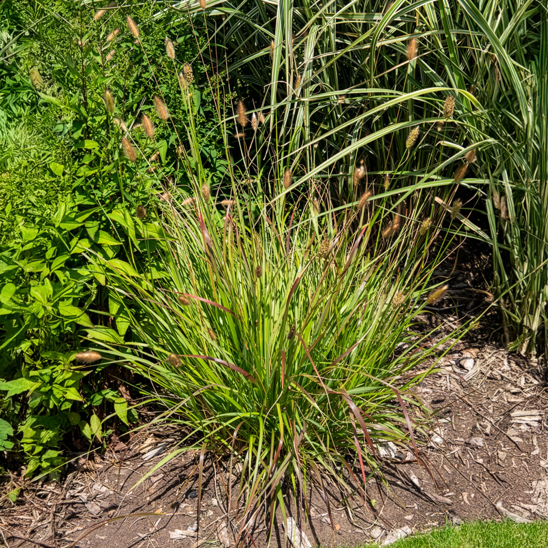 Herbe aux écouvillons Red Buttons - Pennisetum - Image 4