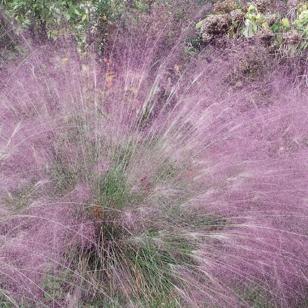 Herbe d'amour - Image 2