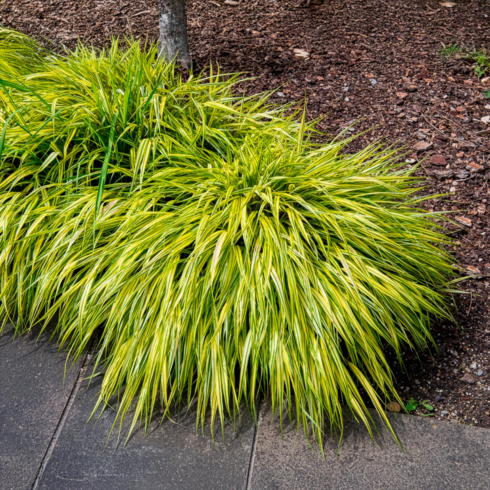Herbe du Japon panachée Aureola - Image 2
