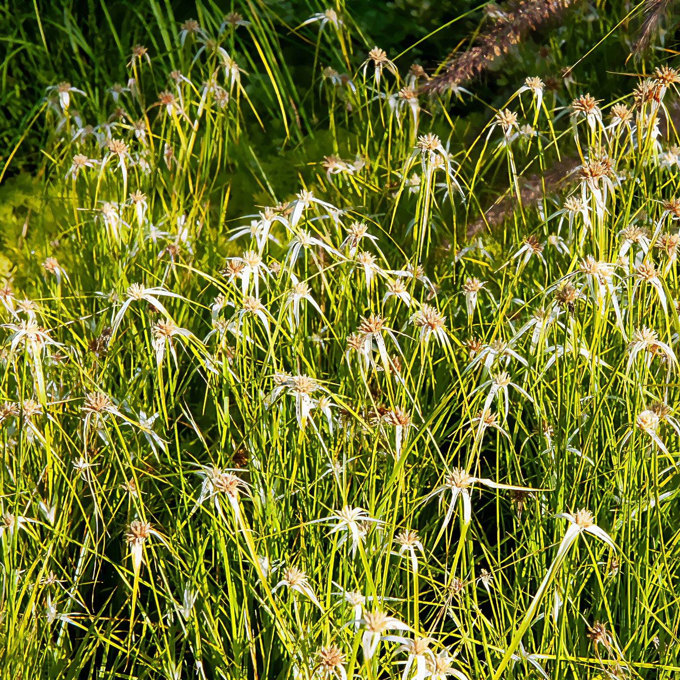 Herbe étoilée - Image 2