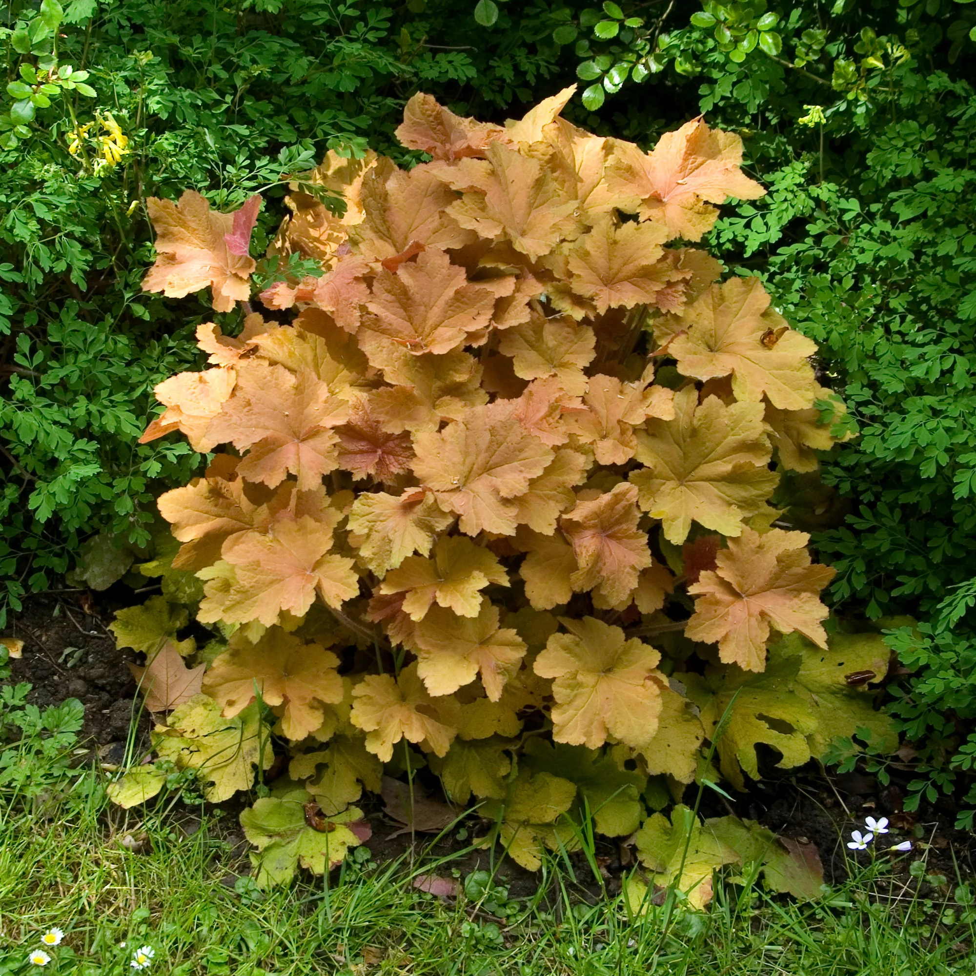 Heuchère Caramel - Image 3