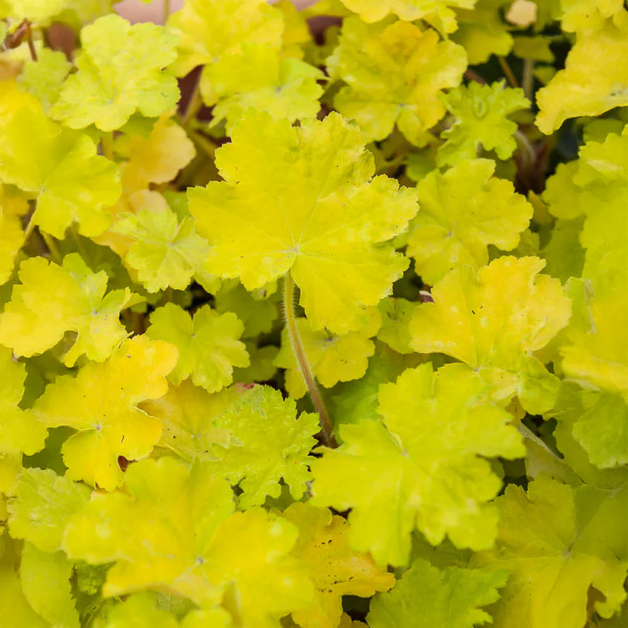 Heuchère Citronelle ® - Image 3