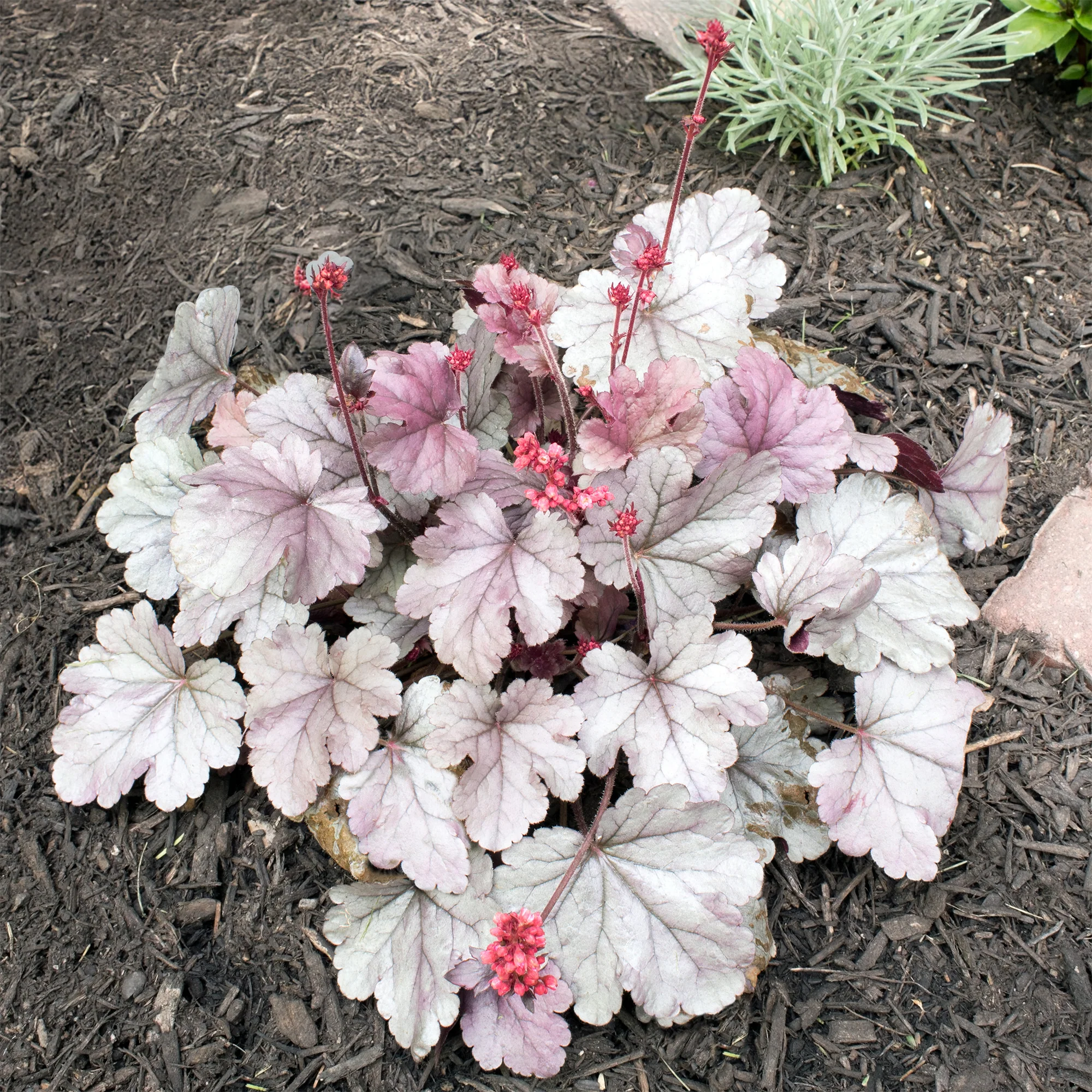 Heuchère Silver Gumdrop