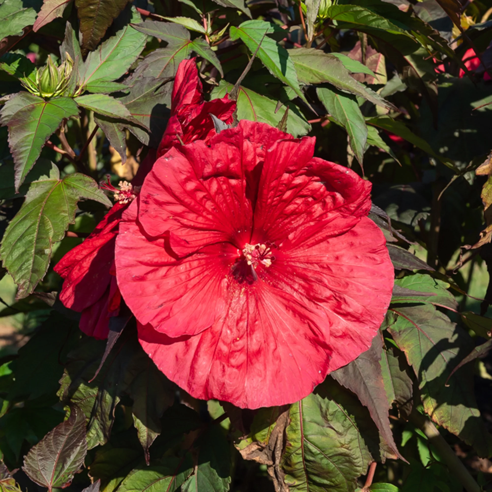 Hibiscus des marais Carrousel® Geant Red - Image 2