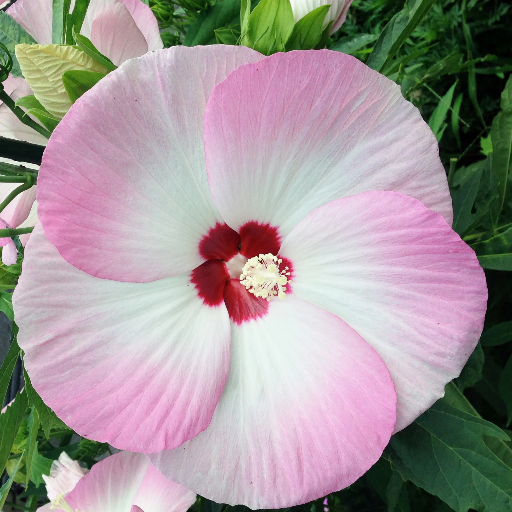 Hibiscus Fujin®