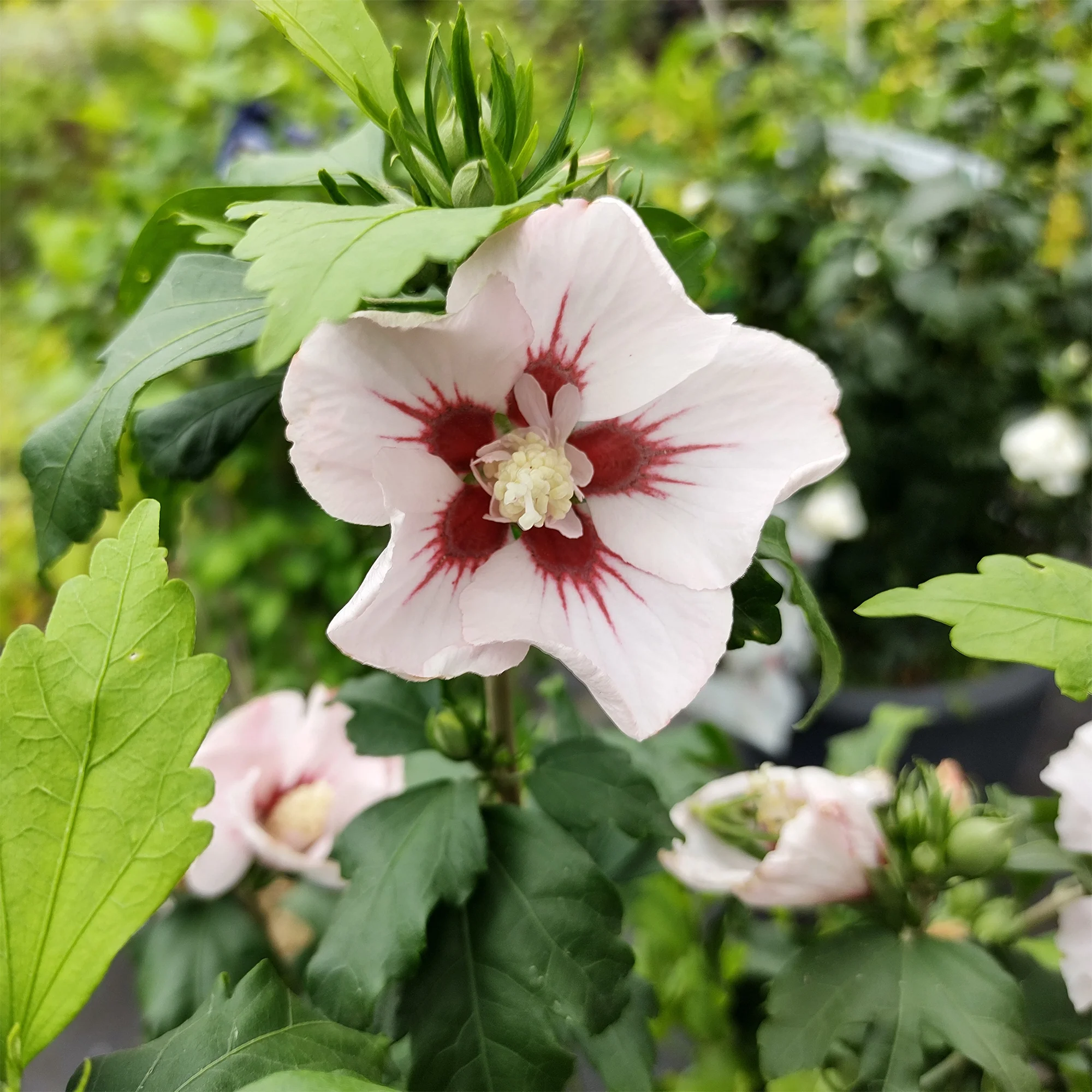 Hibiscus Hamabo