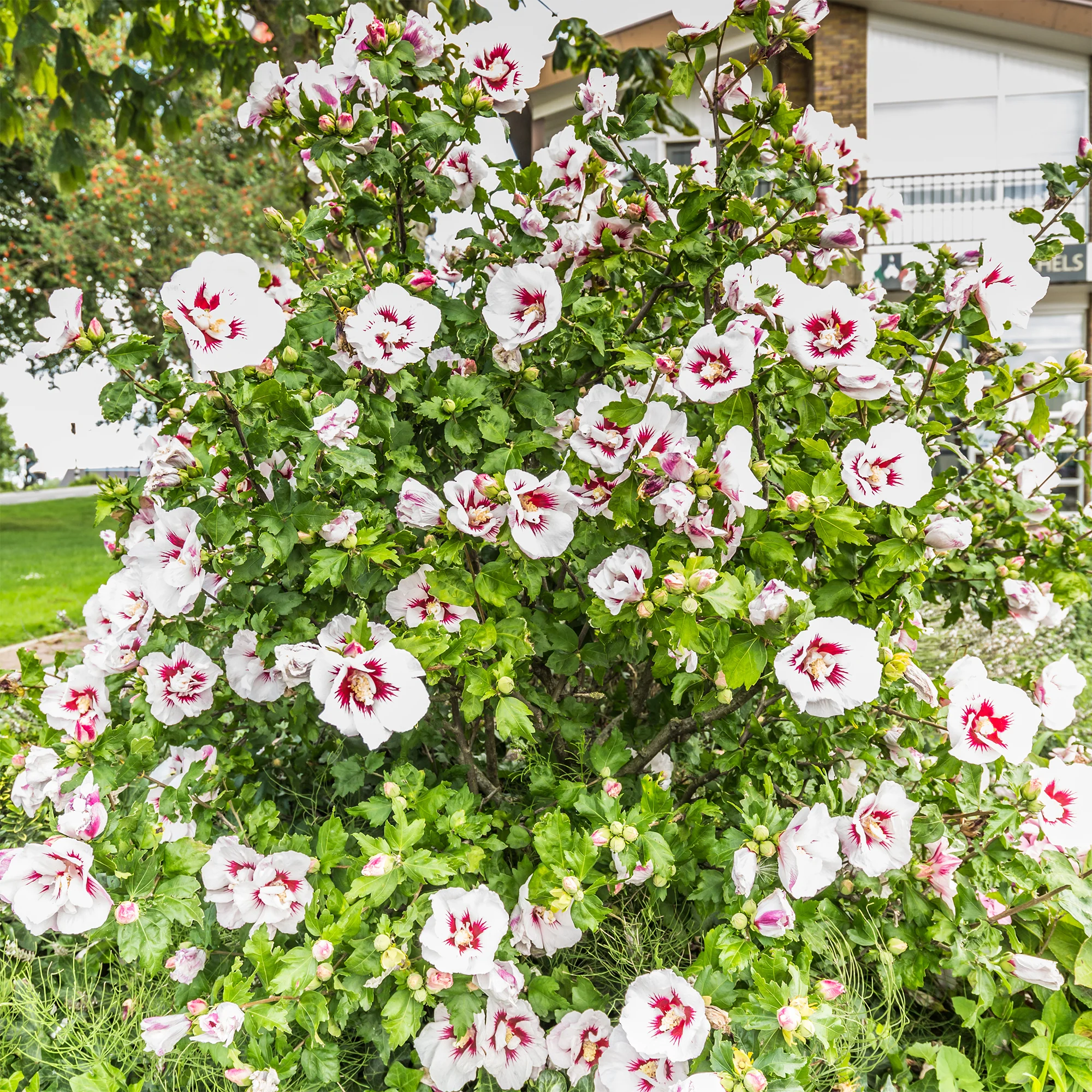 Hibiscus Hamabo - Image 2