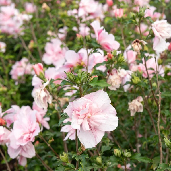 Hibiscus Pink Chiffon - Image 4