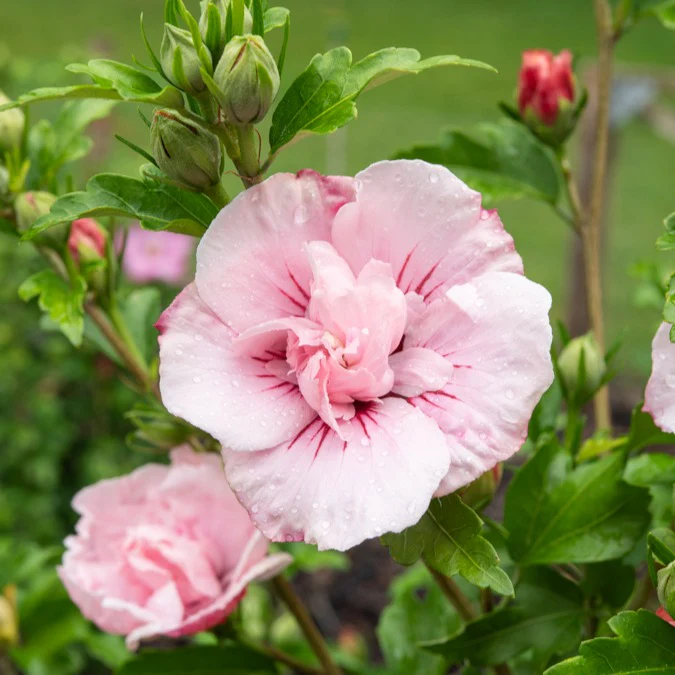 Hibiscus Pink Chiffon - Image 5