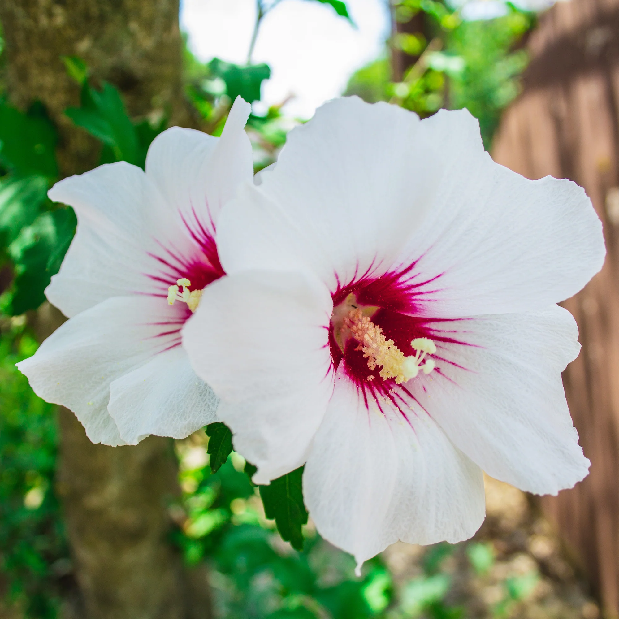 Hibiscus Red Heart
