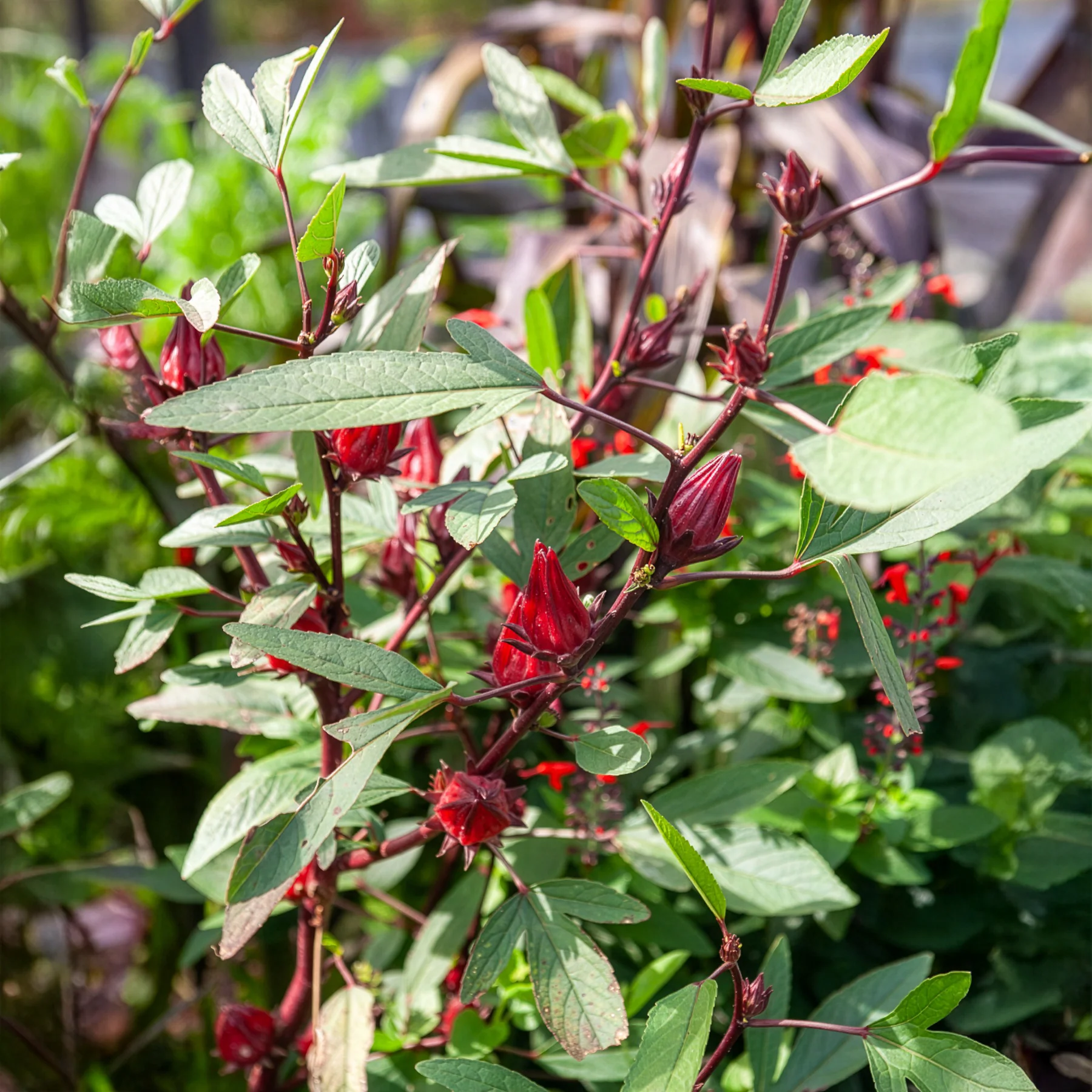 Hibiscus sabdariffa - Oseille de Guinée - Image 2