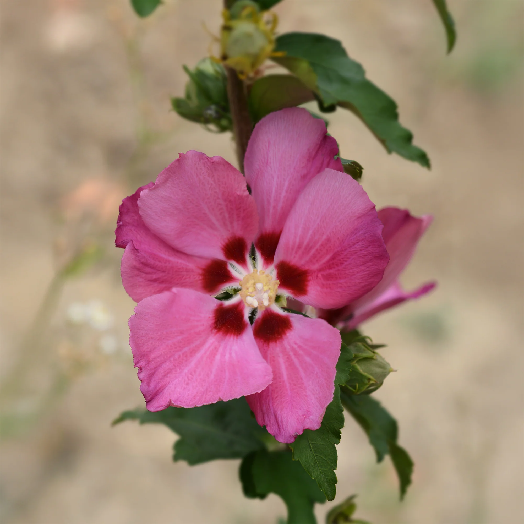Hibiscus Woodbridge - Image 3