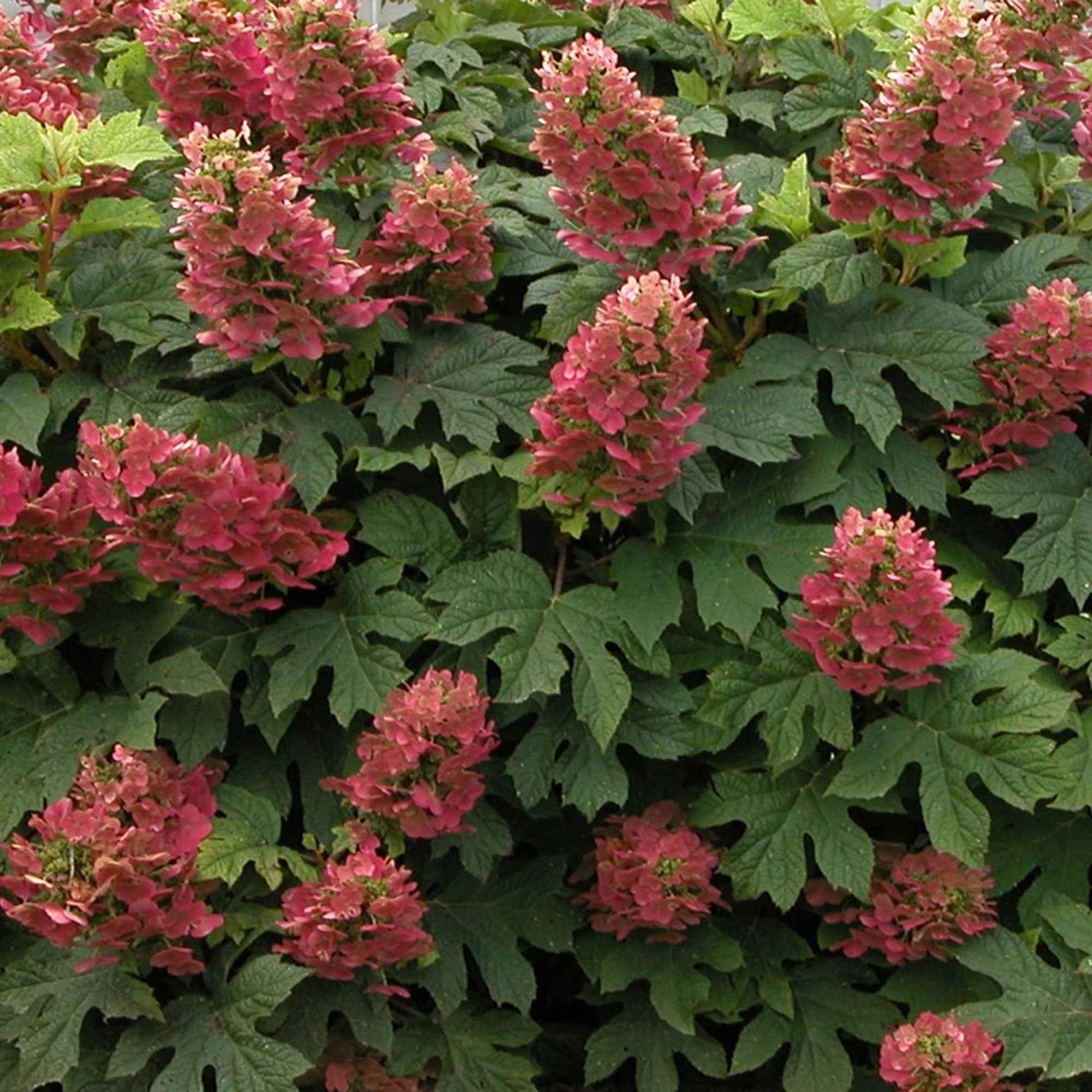 Hortensia à feuilles de chêne Ruby Slippers®