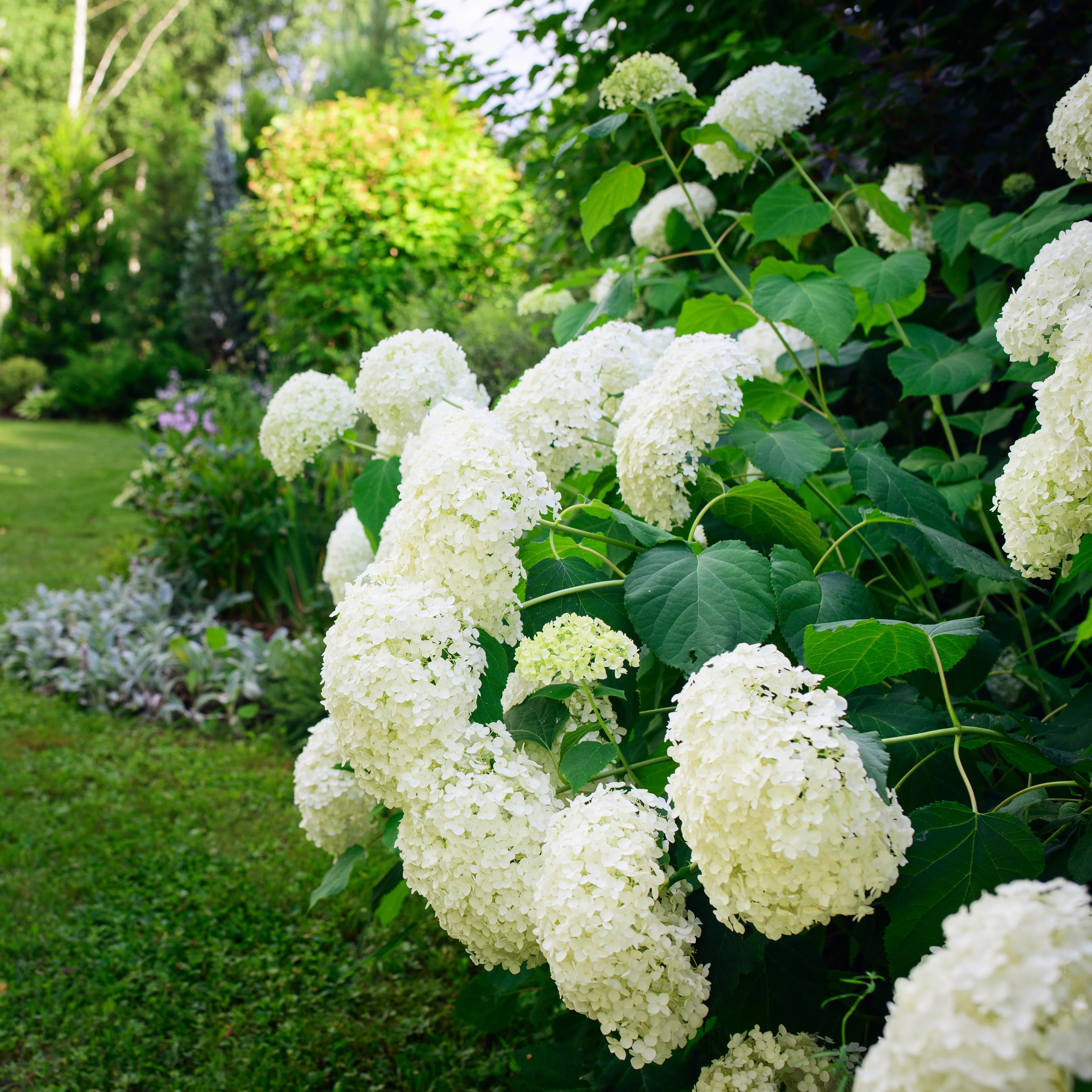Hortensia Annabelle - Image 3