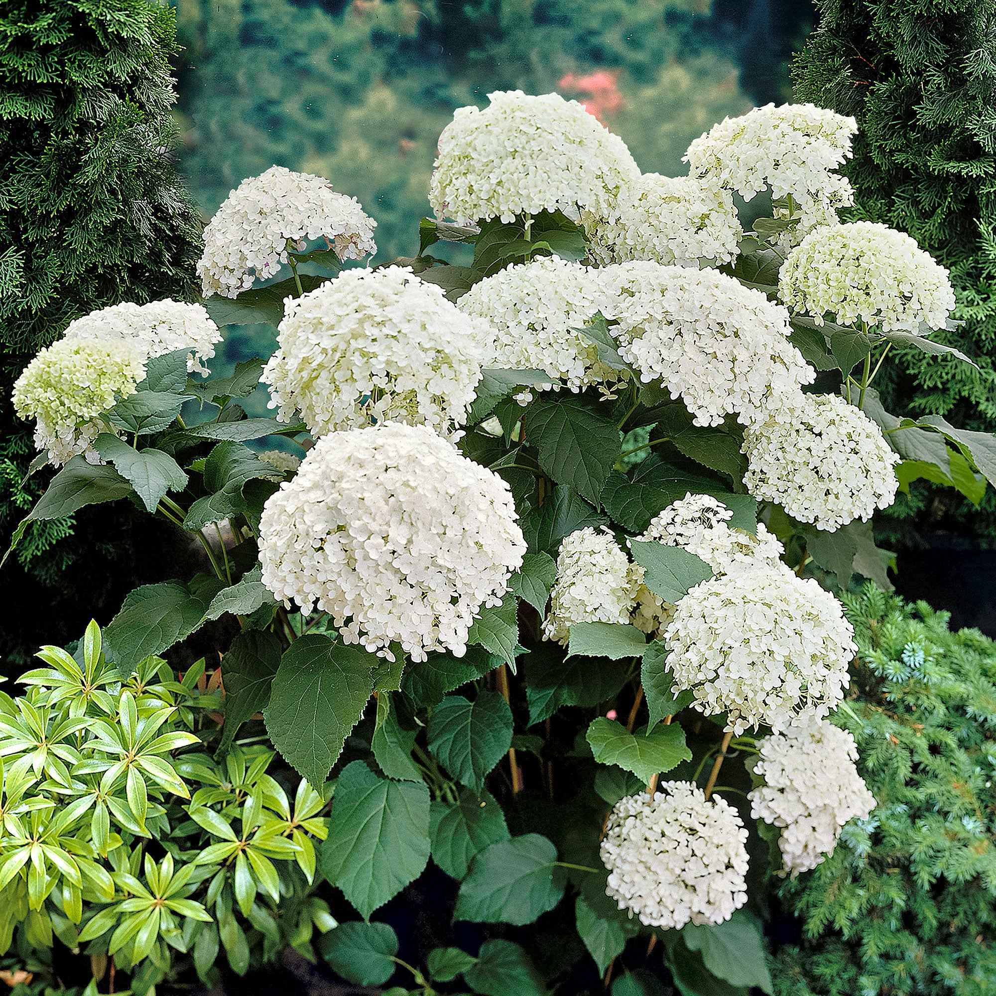 Hortensia Annabelle - Image 4