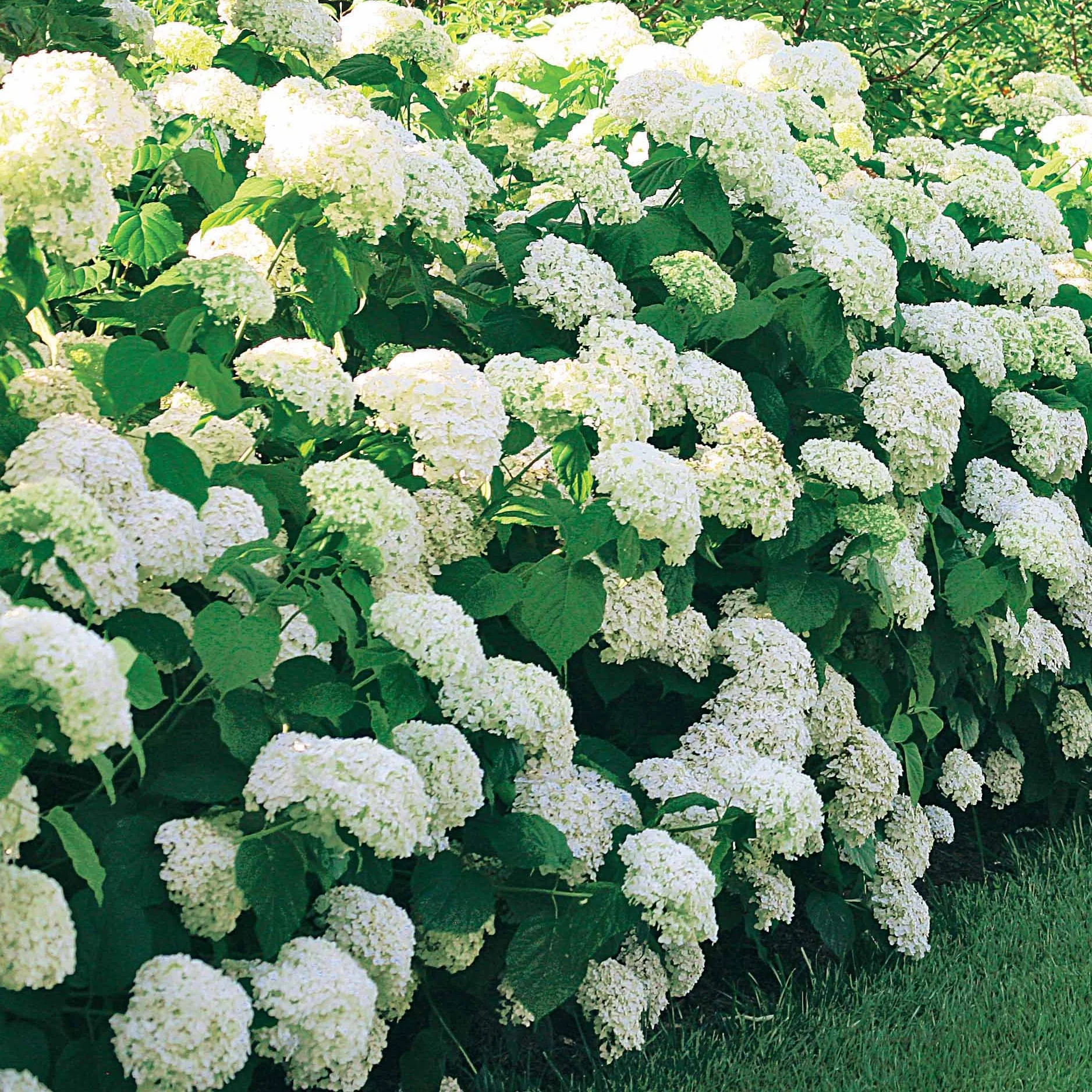 Hortensia Annabelle - Image 5