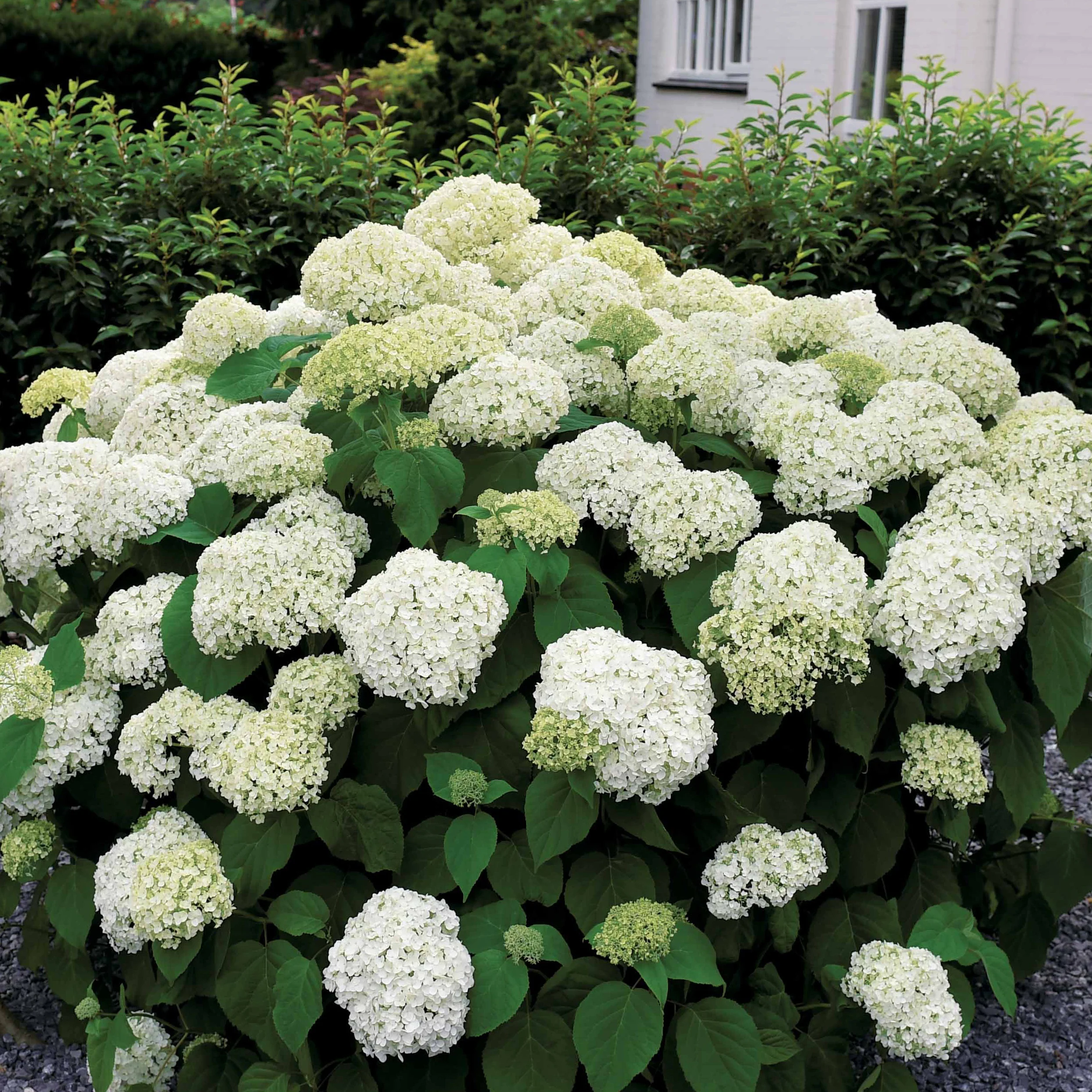 Hortensia Annabelle - Image 6